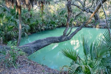 Poster - green springs, fl