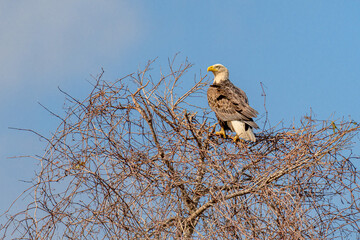 bald eagle