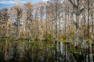 Canvas Print - central florida