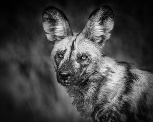 Wall Mural - Portrait of an African wild dog (Lycaon pictus) in black and white