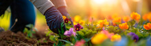 Woman At Work In The Garden Planting  Planting Pansies Or Flowers. Close Up Of Hands Working The Plant Into The Spring Soil. Wide Banner With Shallow Field Of View.