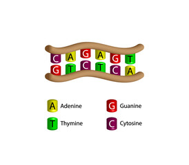 DNA structure. Nucleotides, adenine (A), cytosine (C), guanine (G) and Uracil (U). isolated on white background. Genetic code. Vector i isolated on white background. Genetic code. Vector illustration.