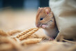closeup of a mouse nibbling wheat, sack beside it