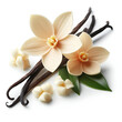 spice vanilla flower and sticks on white background