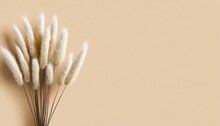 Dry Fluffy Bunny Tails Grass Bouquet On Beige Backgroundlagurus Ovatus Flowers Poster Floral Card