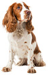 Welsh Springer Spaniel dog, full body