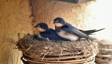 Two Baby Swallow Fallen From The Nest