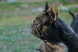 Fototapeta Desenie - A cute of french bulldog 
