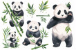 Collection of watercolor pandas in various poses with bamboo shoots and leaves, capturing the playful and gentle nature of these beloved animals.