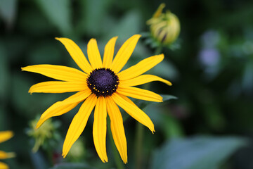 Yellow Rudbeckia coneflower flower in close up