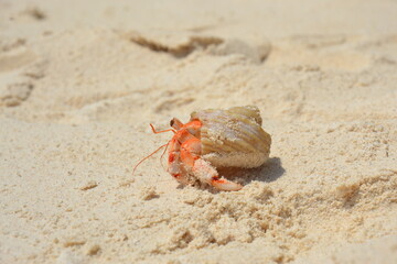 crab on the beach