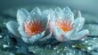  a close up of two water lilies with drops of water on the surface of the water and on the surface of the water, the petals are pink and white.