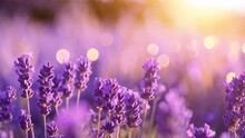 Sweet Beautiful Lavender Flower Field With Bokeh Background.