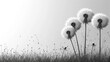  a black and white photo of three dandelions in the middle of a field with grass in the foreground and a gray sky in the back ground behind.