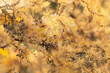 Autumnal background, orange and yellow branches of larch