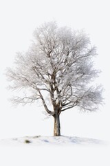 Poster - A lone tree covered in snow, standing on top of a hill. Perfect for winter landscapes and nature scenes