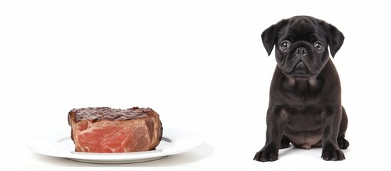 A black Pug and a T Bone steak alone on a white background.