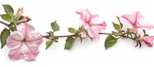 Apple Branch With Flowers On White Background Petunias