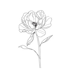 Poster - Elegant line drawing of a pretty peony flower. Illustration for invites and cards