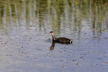 Sticker -  American coot (Fulica americana), young bird