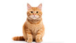 © drizzlingstarsstudio - The white or red cat alone on a blank white background