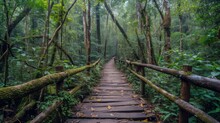 Beautiful Rain Forest At Ang Ka Nature Trail In Doi Inthanon National Park