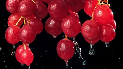 Sticker - Raindrops falling on red grapes on black background. Filmed on a high-speed camera at 1000 fps. High quality FullHD footage