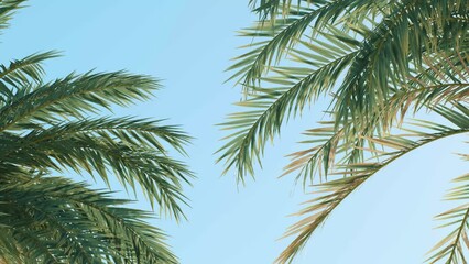 Summer background of Coconut Palm trees isolated on white background Row of trees in sunny day Natural background. palm leaves on the blue sky
