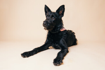 Wall Mural - Cute black crossbreed dog having its adoption photos taken in a studio. 