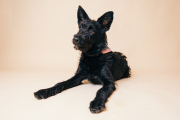 Wall Mural - Cute black crossbreed dog having its adoption photos taken in a studio. 