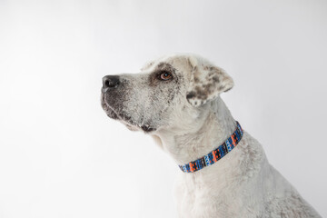 Wall Mural - Adorable adopted white dog with one black ear posing in front of the camera.  