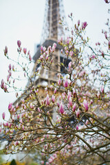 Wall Mural - Pink magnolia flowers in full bloom with Eiffel tower in the background