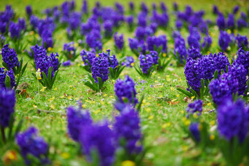 Wall Mural - Many blue and purple hyacinths in the green grass in a park of Paris, France on a nice spring day