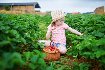 Wall Mural - Adorable preschooler girl picking fresh organic strawberries on farm