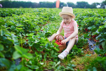 adorable preschooler girl picking fresh organic strawberries on farm