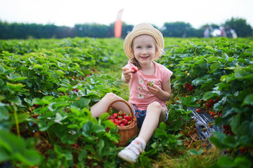 Wall Mural - Adorable preschooler girl picking fresh organic strawberries on farm