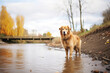 © Alfazet Chronicles - golden retriever standing midbrook looking upstream