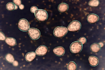 Poster - Histoplasma capsulatum yeasts, 3D illustration