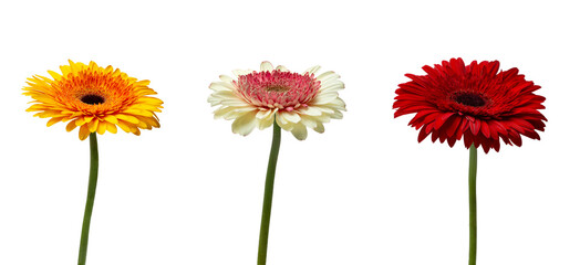 colorful gerberas on white isolated background