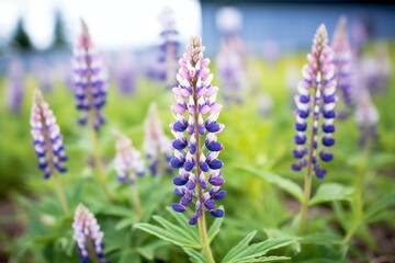 Poster - close-up of blooming purple lupine flowers in a field