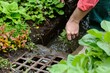 gardener diverts runoff from plants to a storm drain