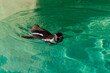 petit pingouin manchot, Marlneland, Antibes, France, 2023 