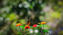 Butterfly In Costa RIca