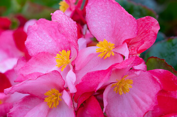 Wall Mural - Begonia. Spring scenes of red and pink begonia blooming flowers in the garden with abstract green soft nature background and wallpaper. Begonia elatior flowers with red pink double flowers