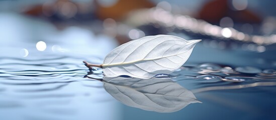 Wall Mural - White leaf on mirror surface