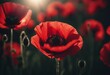 Stylized red poppy flower on black background Remembrance Day Armistice Day Anzac day symbol