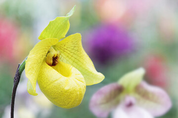 Wall Mural - Closeup of Blooming Yellow Paphiopedilum Norito Hasegawa Orchid Flower