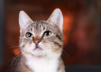 Wall Mural - Cute little Kitten looking into the camera. Portrait of a Cat. Kitten with big green eyes. Tabby. Сare concept for pets. Cat on the background of the fireplace