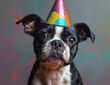 4k wallpaper of boston terrier on purple background. A small dog joyfully wears a party hat during a festive celebration.