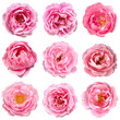 BEAUTIFUL PINK ROSE BLOSSM ISOLATED 3
